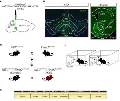 Increased sucrose consumption in mice gene-targeted for Vmat2 selectively in NeuroD6-positive neurons of the ventral tegmental area